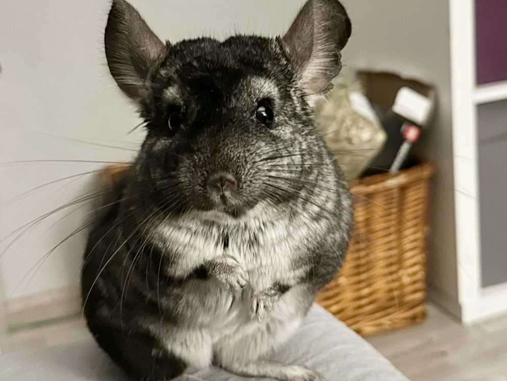 Šinšī patlaban ir pieci gadiņi. Izrādās, ka šinšilas var dzīvot līdz
pat divdesmit gadiem.