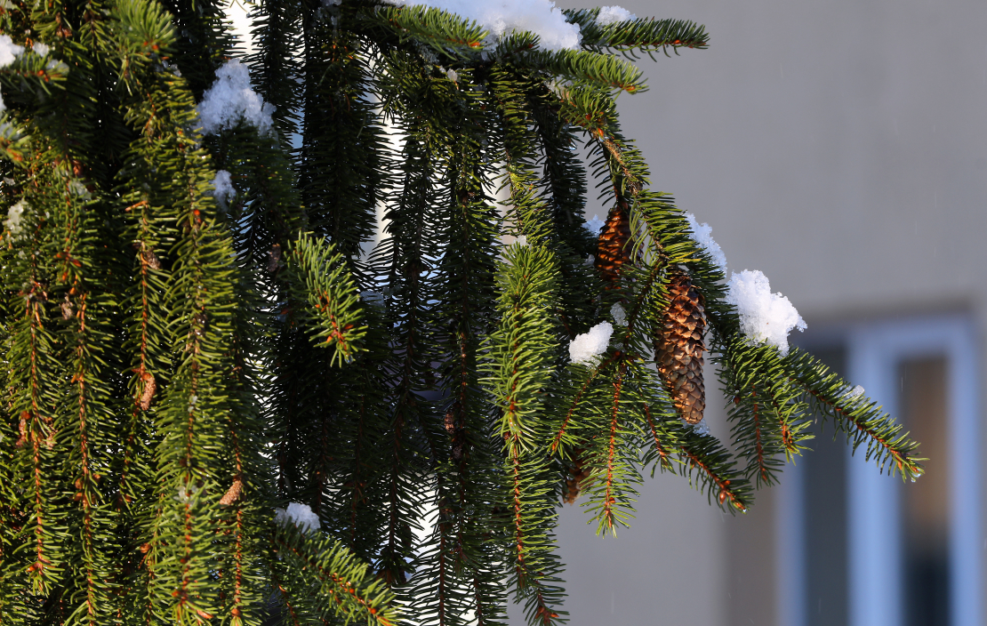 Apsnidzis egles zars.