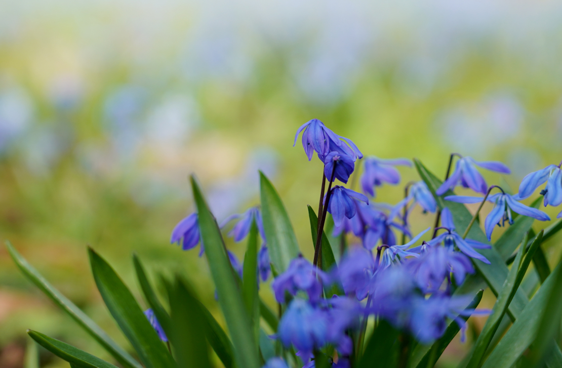 Zilsniedzītes Lielajos kapos.