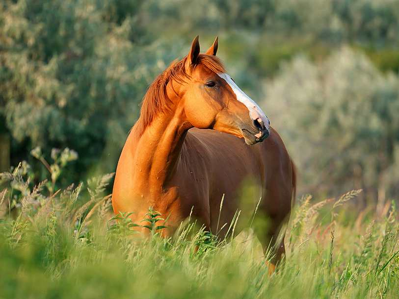 Ilustratīvs attēls.