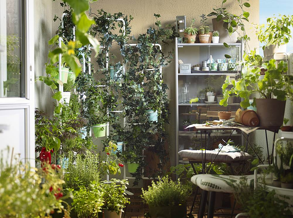 Augus ieteicams kārtot vertikāli, tādējādi ekonomējot telpu.