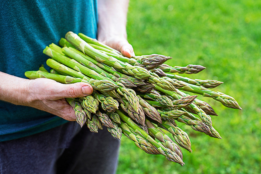 Vislabāk sparģeļus lietot uzturā, svaigi novāktus, jo glabājot to uzturvērtība strauji samazinās.