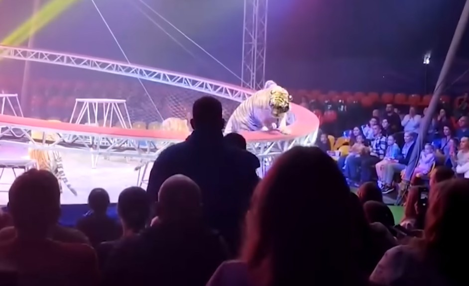 Cirka izrādes tīģeris mirkli pirms ieiešanas skatītāju rindās.