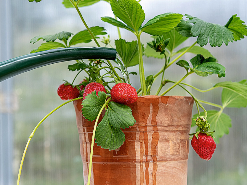 Karstā un saulainā laikā augi bieži jālaista.