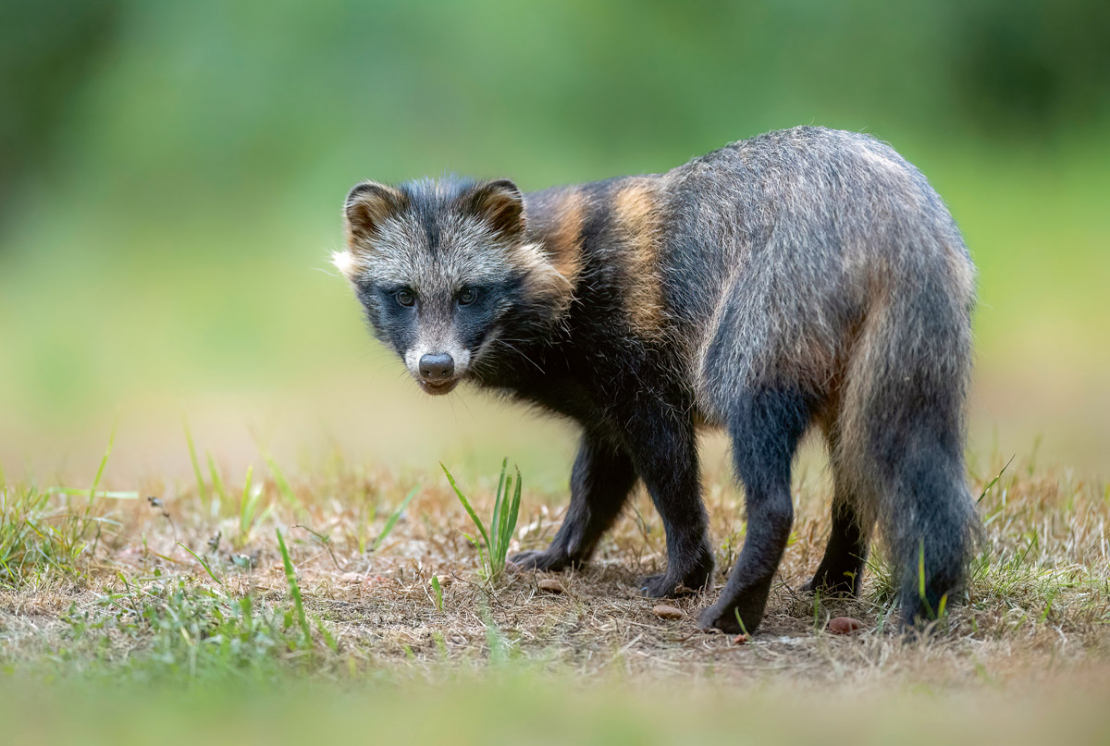 Maziņš un šķietami nekaitīgs invazīvais jenotsuns vasaras kažokā.