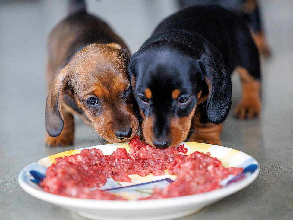 Pie svaigbarošanas dzīvniekus pieradina jau no mazotnes.