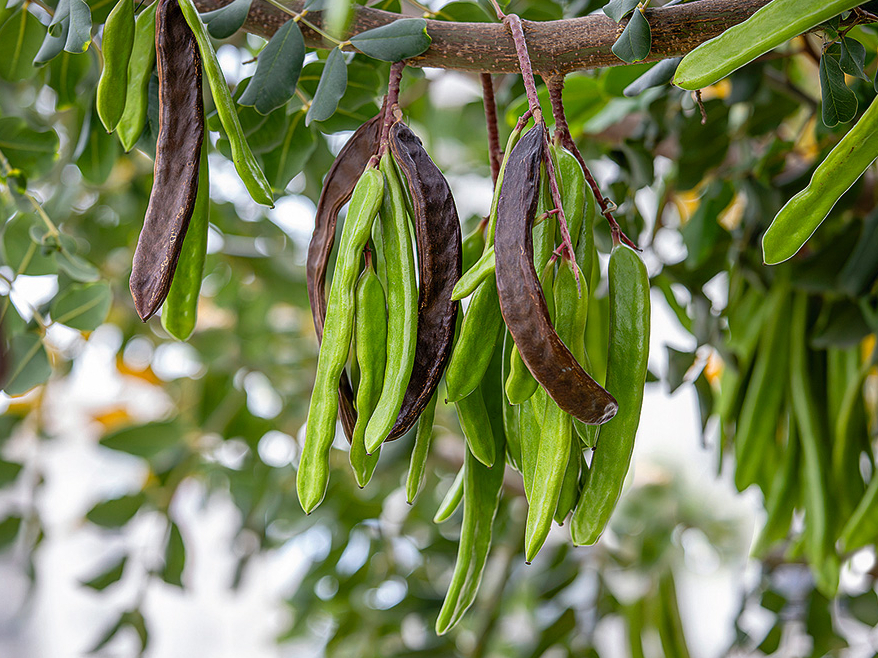 Ceratonijas augļi ir līdz 20 cm garas pākstis ar spīdīgu, ādainu mizu.