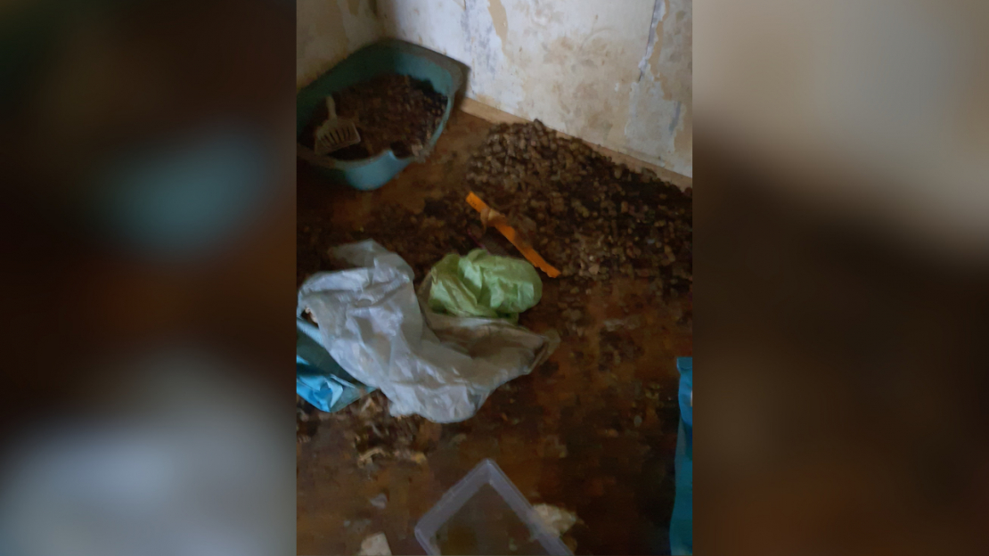 Dzīvoklī Imantā konstatēta spēcīga dzīvnieku urīna un izkārnījumu smaka, kā arī novārguši un miruši mājdzīvnieki.