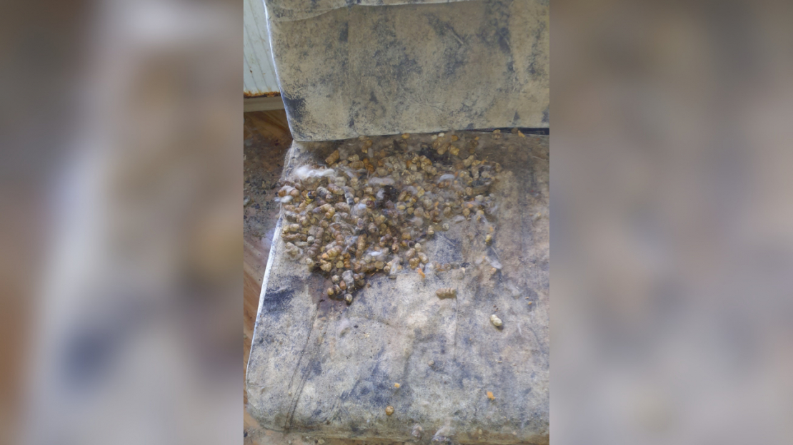 Dzīvoklī Imantā konstatēta spēcīga dzīvnieku urīna un izkārnījumu smaka, kā arī novārguši un miruši mājdzīvnieki.