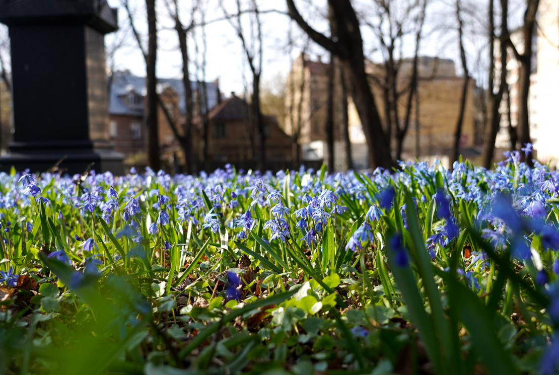 Zilsniedzītes Lielajos kapos.