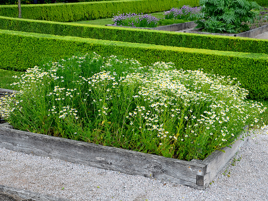 Kumelītes ir mazprasīgas, viegli audzējamas un piemērotas arī augstajām dobēm.