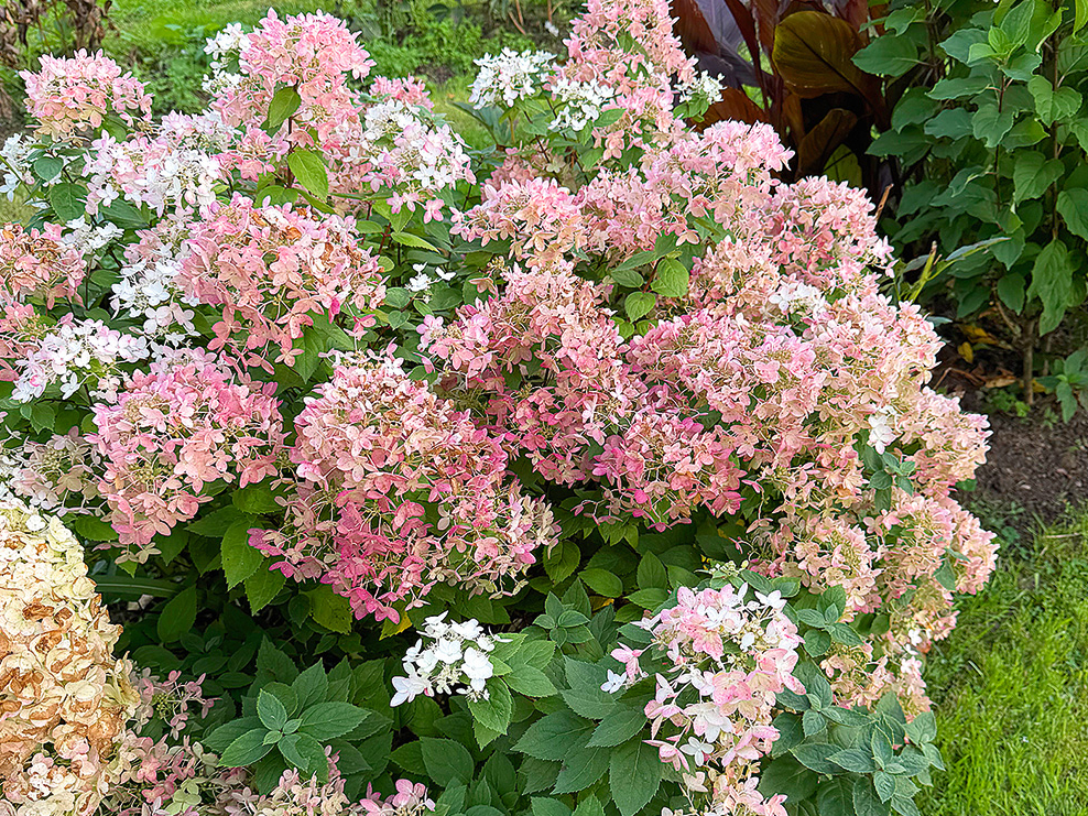 Skarainajai hortenzijai ‘Living Touch of Pink’ apgriež tikai dzinumu galus.