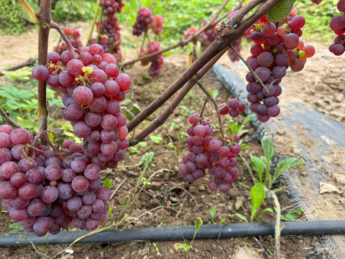 ‘Somerset Seedless’