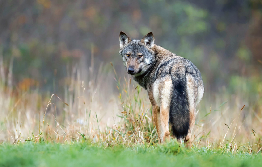 Vilks.
