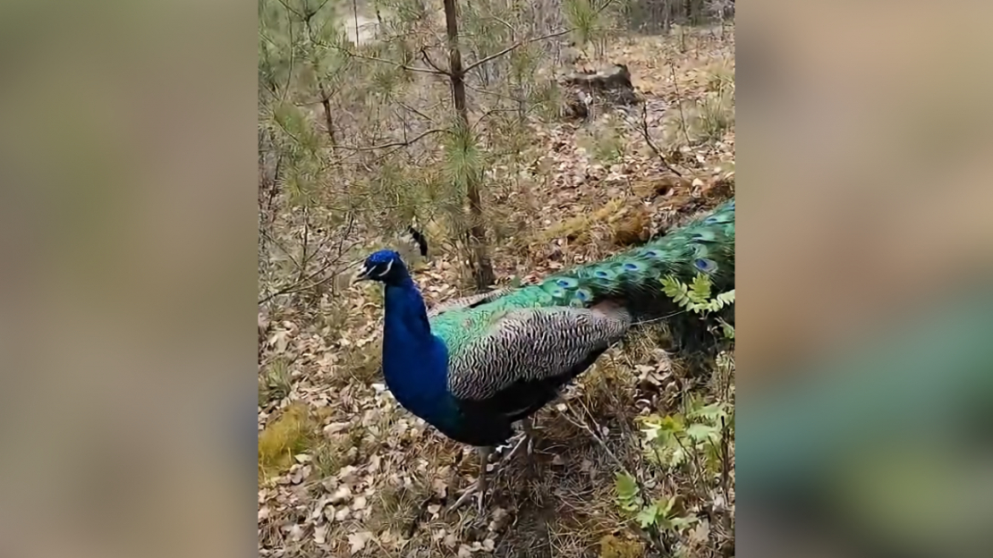 Savvaļā izbēgušais pāvs.