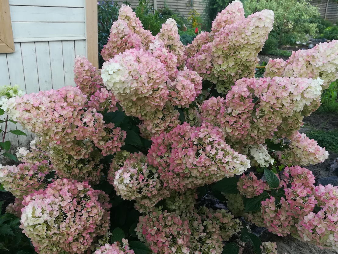 Hortenzijas.