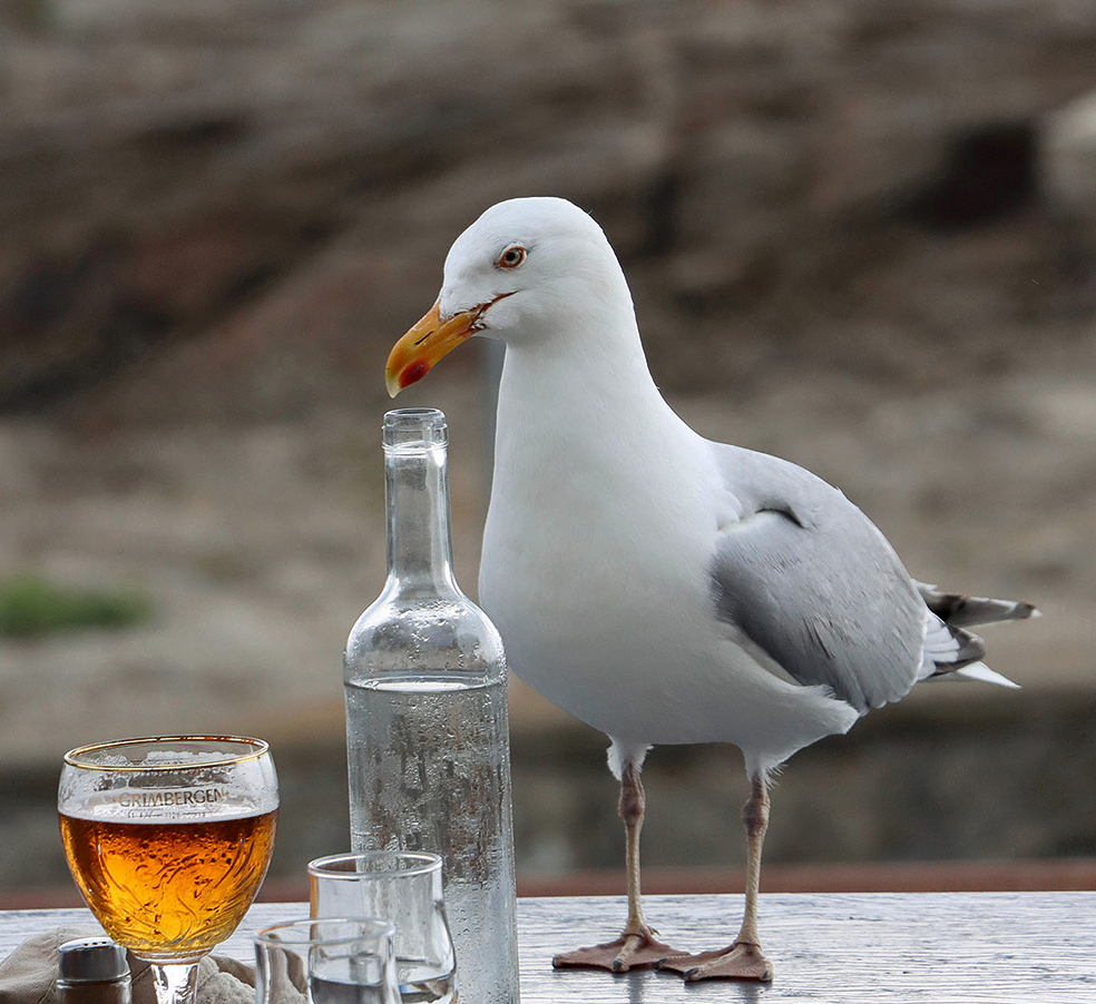 Kaija pārtikas meklējumos var apreibināties, lietojot bez uzraudzības atstātu alkoholu, kā rezultātā tām rodas dezorientācija, vemšana un nespēja nostāvēt kājās. Anglijā ir izglābtas daudzas piedzērušās kaijas, kas cieš no “paģirām”.
