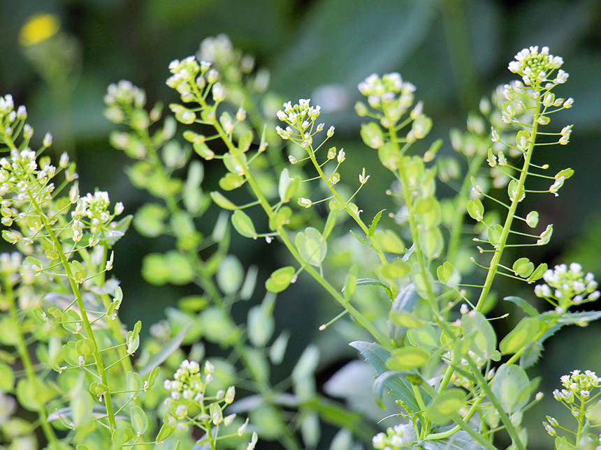 Tīruma naudulis satur flavonoīdus, glikozīdus, saponīnus, alkaloīdus, augu eļļas, linolskābi, oleīnskābi un citas dabīgās taukskābes, C vitamīnu un citas vērtīgas vielas.
