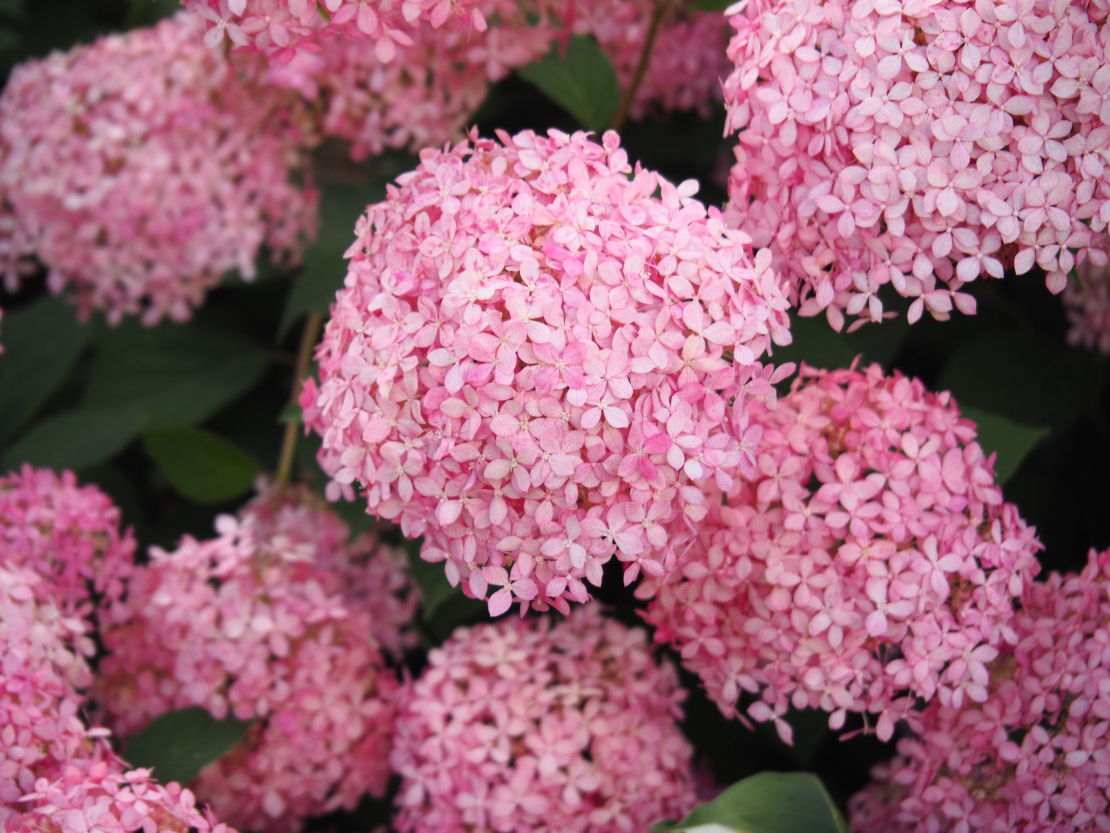 ‘Pink Annabelle’ (‘Invincibelle Spirit’)
