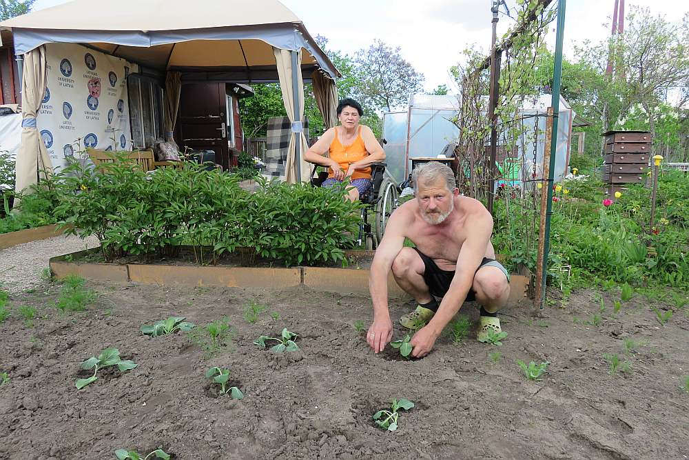 Pāvels Grigorjevs ar kundzi Veru Žundu pamatīgas nedienas pārcietuši un mazdārziņā jūtas kā paradīzē. Tikko iestādīti kāposti.
