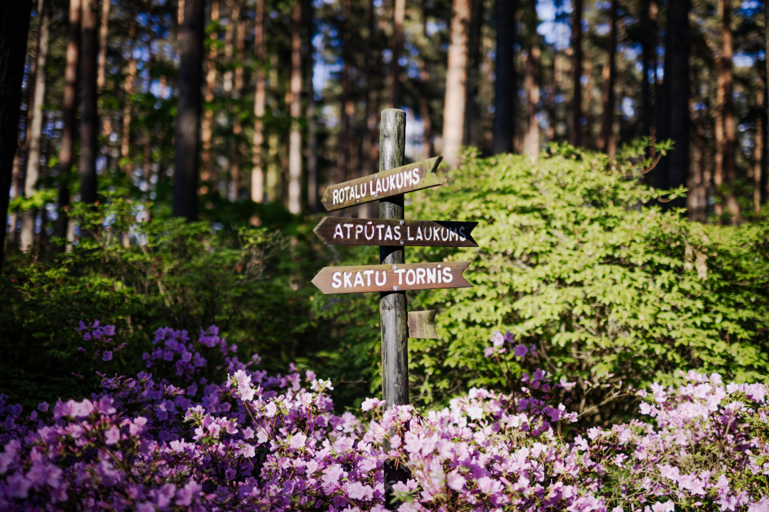 Notiek Rododendru ziedēšanas svētki.