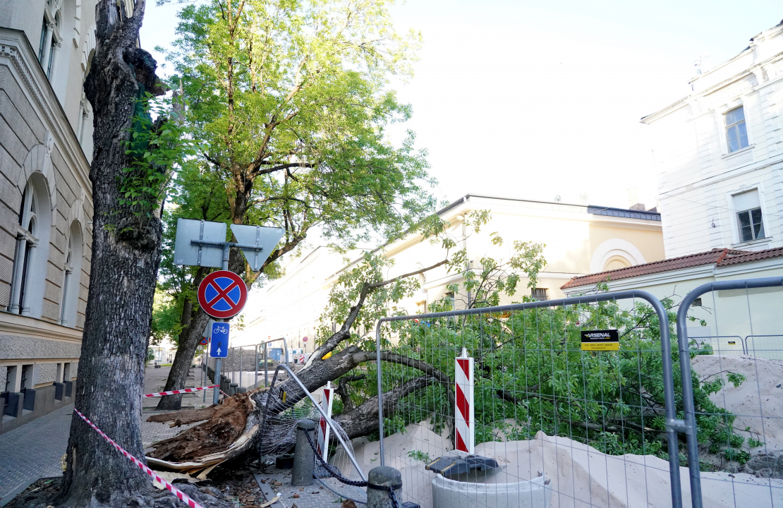 Stiprā vēja dēļ pie Latvijas Bankas ēkas nogāzies koks. 