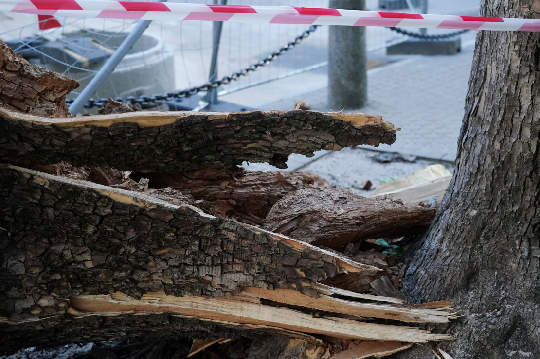 Stiprā vēja dēļ pie Latvijas Bankas ēkas nogāzies koks. 