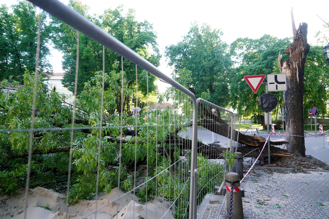 Stiprā vēja dēļ pie Latvijas Bankas ēkas nogāzies koks. 