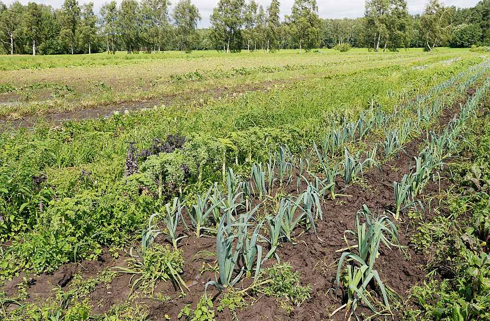 Pērn darījumu skaits ar lauksaimniecības zemi sarucis, mazākas nekā iepriekš bijušas arī pārdotās platības.