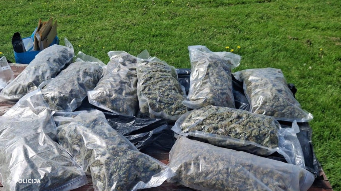 Policija Latgalē izņem rekordlielu marihuānas daudzumu.