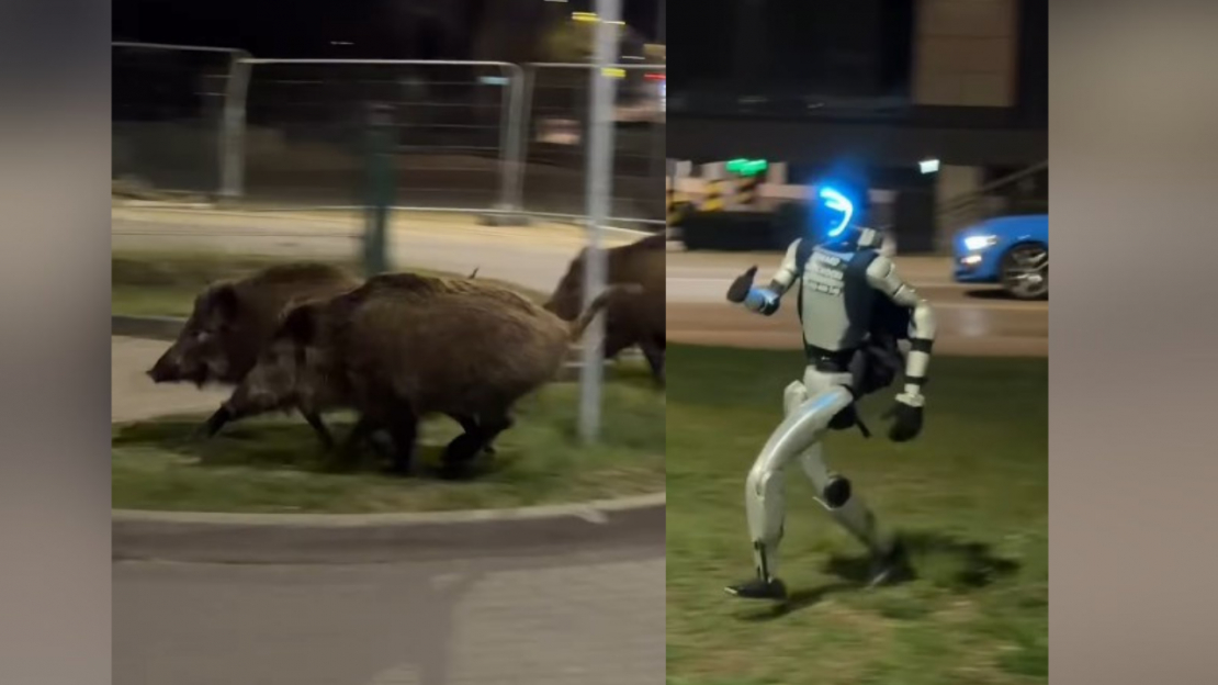 Robots Edvards Varhockis vajā mežacūkas Varšavā.