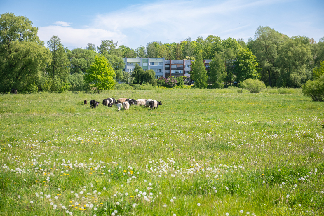 Klijēnu pļava Jelgavā.