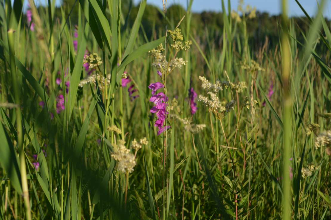 Vakarbuļļu pļava.