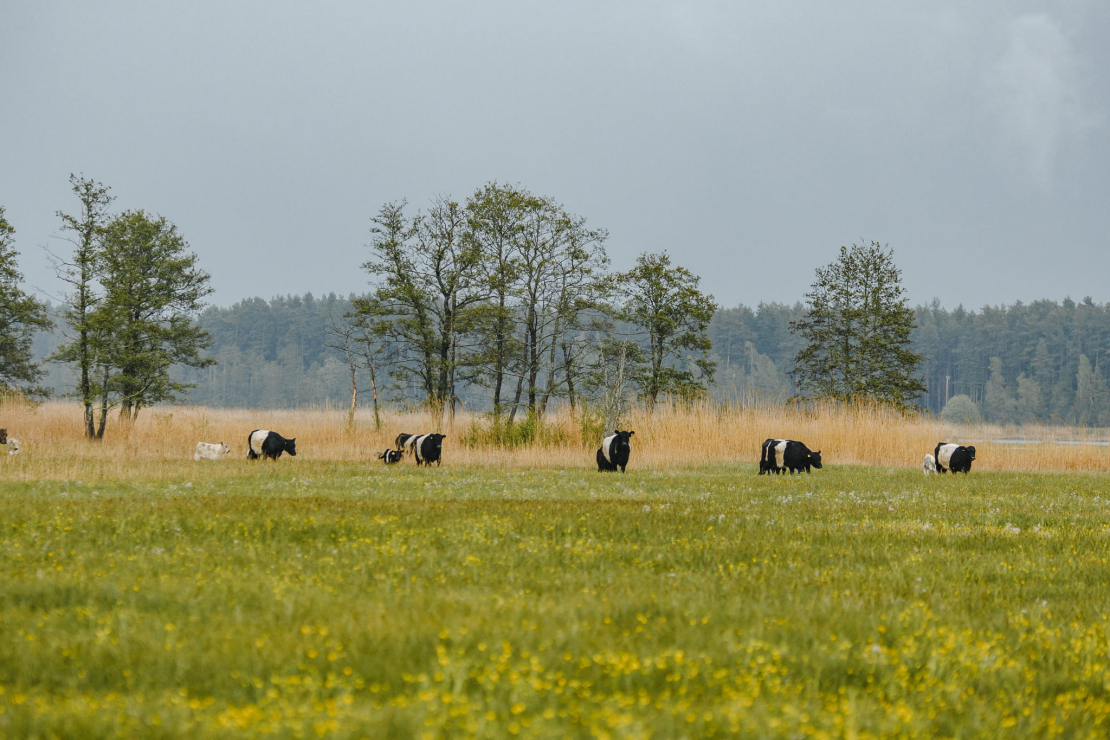 Vakarbuļļu pļava.
