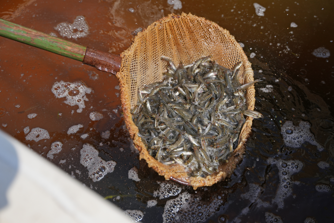 Zandartu mazuļu ielaišana Juglas ezerā.