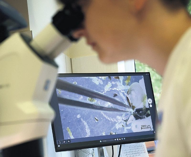 Jūras dibena organismu izpētes process Latvijas Hidroekoloģijas institūta laboratorijā.