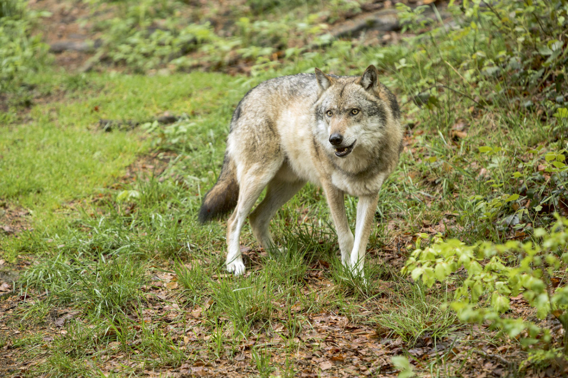 Vilks.
