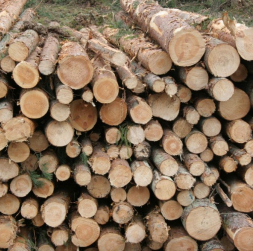 Baļķi izcirtumā. Ilustratīvs attēls.