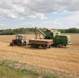 Labības novākšana Kurzemes pusē.