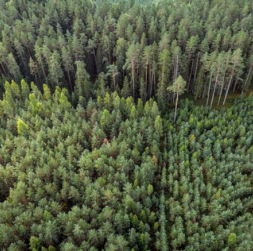 "Latvijas valsts mežu" apgrozījums pērn provizoriski pieaudzis par 10,5%; peļņai —  kritums