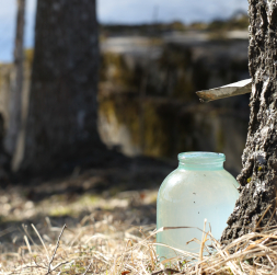 Katrs iedzīvotājs valsts mežu teritorijā drīkst ieurbt tikai vienu urbumu, kas pēc sulu tecināšanas beigām obligāti jāaiztaisa ciet.