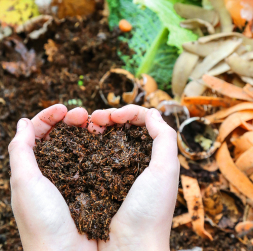 Gatava komposta tekstūra ir smalka un viendabīga. Gatava komposta tekstūra ir smalka un viendabīga.