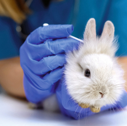 Novērojot slimības pazīmes, nepieciešama vizīte pie veterinārārsta. Novērojot slimības pazīmes, nepieciešama vizīte pie veterinārārsta.