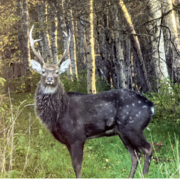 Sika briedis. Sika briedis.