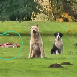 Modra suņi. Glābšanas dienesta foto.