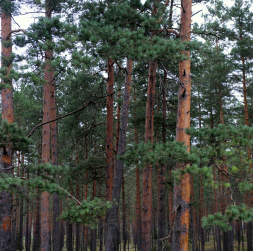 Priežu mežs. Ilustratīvs foto. 