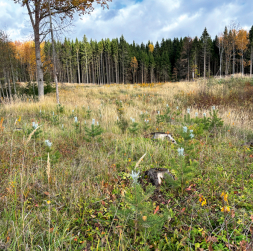 Mežu stāda arī mazie meža īpašnieki. Jumpravas saimnieks Andrejs Kalniņš visus astoņus hektārus lauksaimniecībā izmantojamās zemes apstādījis ar priedi, egli, bērziem un melnalksni.