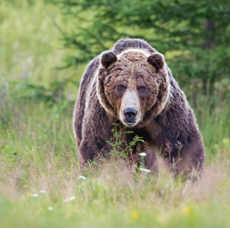 Lācis ir milzīgs, ļoti ātrs un ārkārtīgi izturīgs dzīvnieks. Pistole lāci neapturēs.