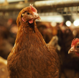 Vistas uzņēmuma kūtī. 