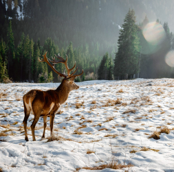 Problēmas ar staltbriedi ir aptuveni trešdaļā Latvijas teritorijas, taču citviet šādu problēmu nav.